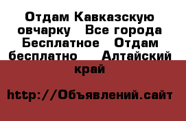 Отдам Кавказскую овчарку - Все города Бесплатное » Отдам бесплатно   . Алтайский край